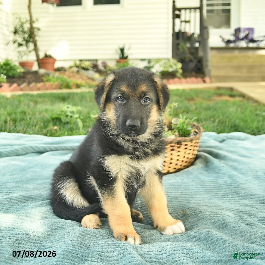 German Shepherd dogs for sale: Iris  - Ad 1