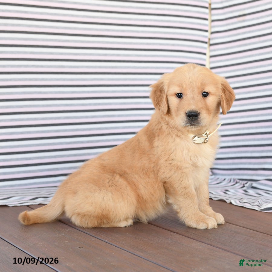 Golden Retriever dogs Buddy - Ad 2