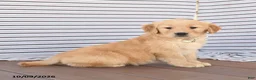 Golden Retriever dogs for sale: Buddy - Ad 2