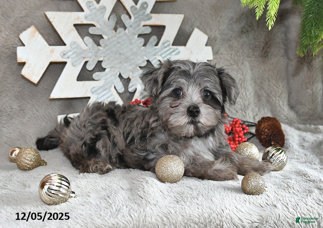 Yorkiepoo dogs for sale: Zack - Ad 9