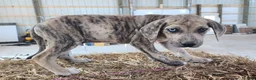 Catahoula Leopard Dog dogs for sale: Duchess 2026 Male 7 - Ad 10