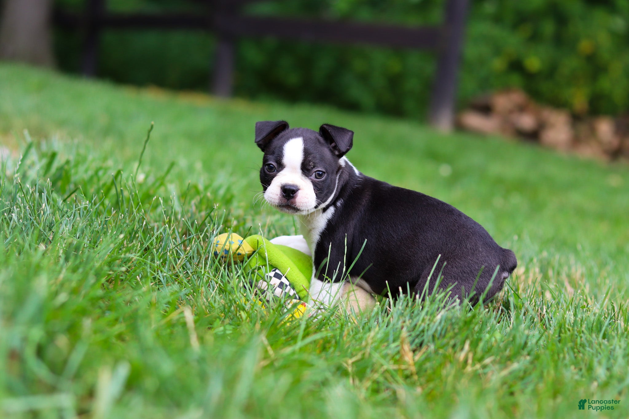 Boston Terrier dogs Kevin - Ad 2
