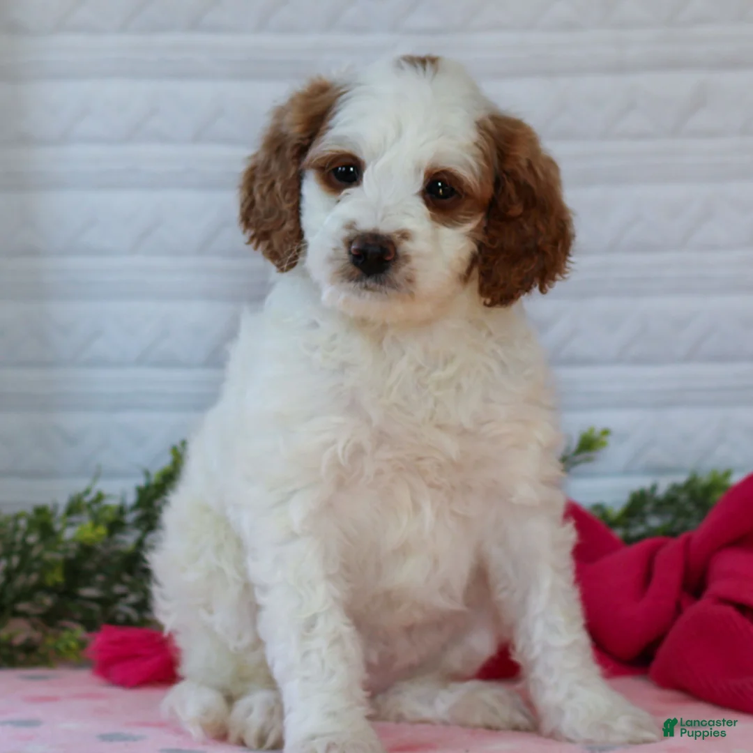 Mini Goldendoodle dogs for sale: Josie  - Ad 1