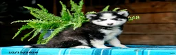 Pomsky dogs for sale: Ryan - Ad 6
