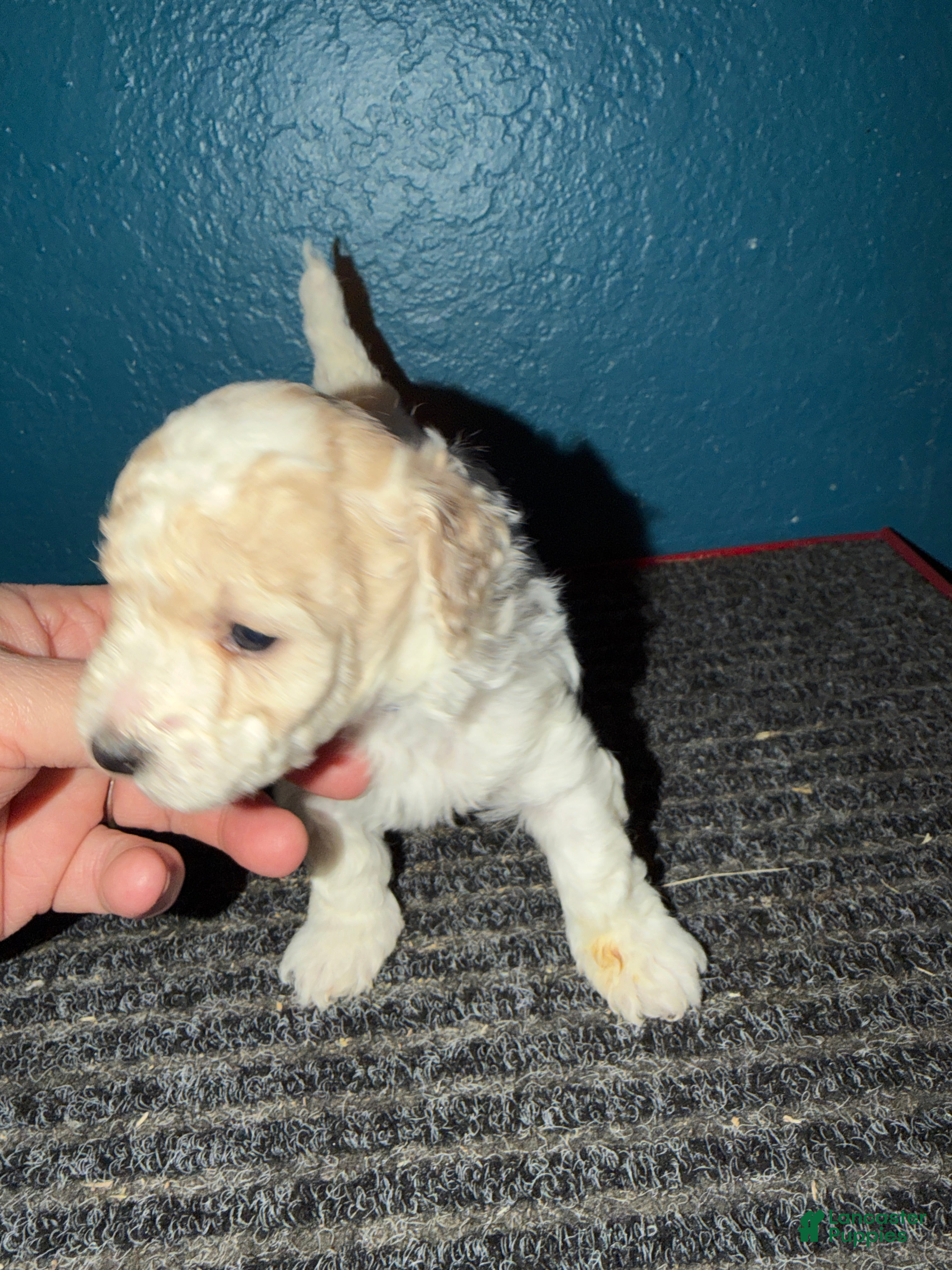 Miniature Poodle dogs AKC Miniature Poodle Cream Parti Male - Ad 33