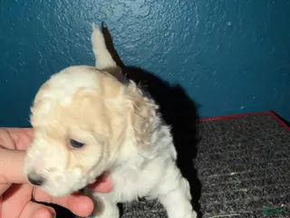 Miniature Poodle dogs AKC Miniature Poodle Cream Parti Male - Ad 33