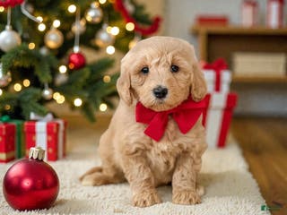 Mini Goldendoodle dogs Mini Goldendoodle Puppy 2 - Ad 39