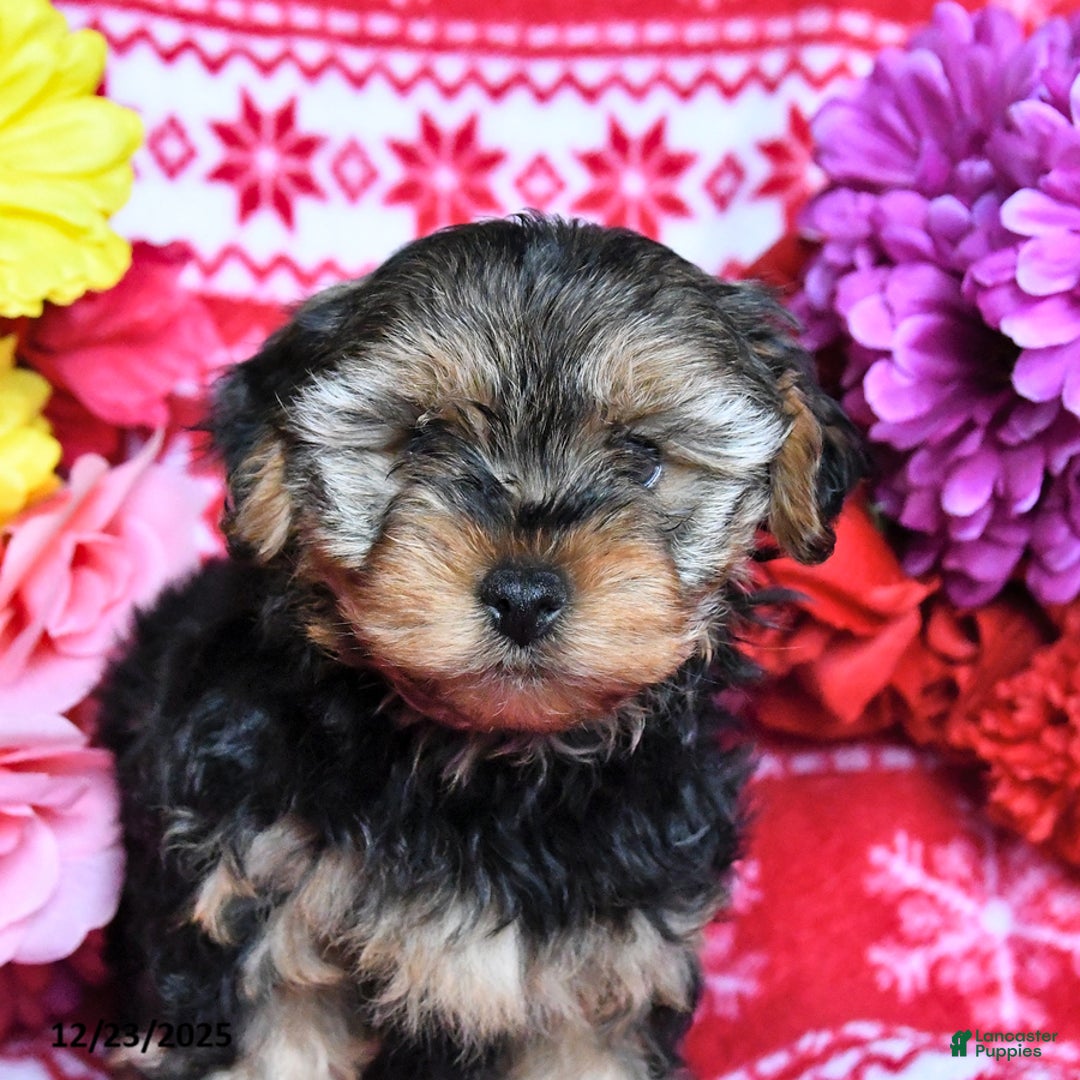 Yorkiepoo dogs for sale: Hershey - Ad 3