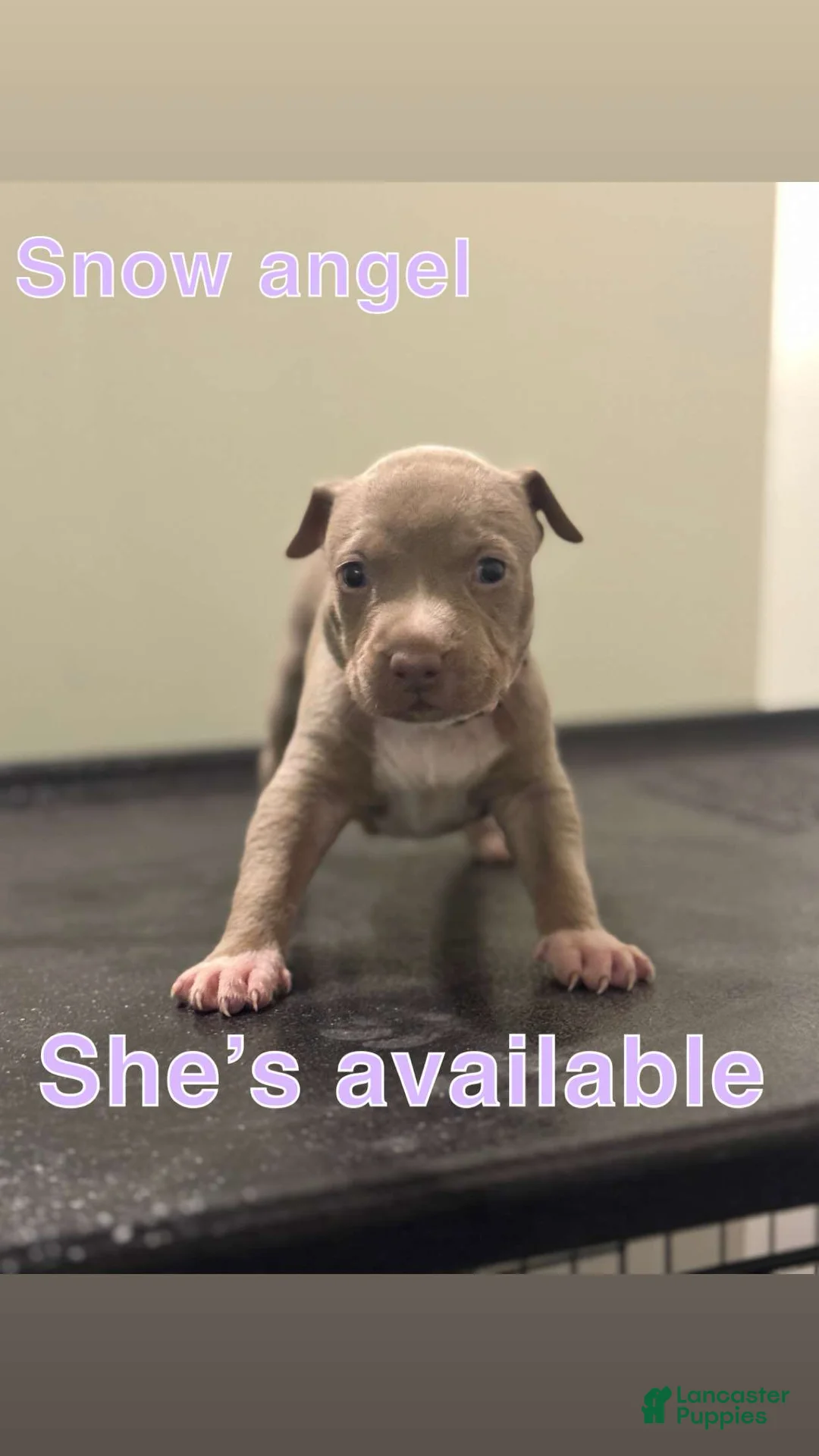 American Pit Bull Terrier dogs for sale: American Pit Bull Terrier Puppy 3 - Ad 1
