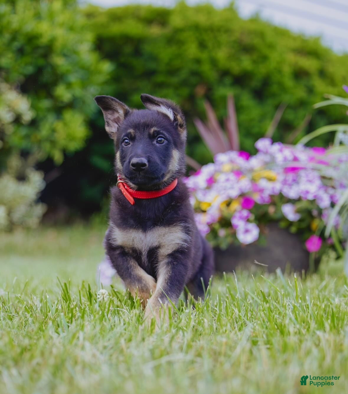 German Shepherd dogs Mario - Ad 1