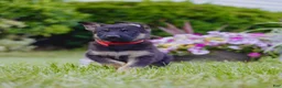 German Shepherd dogs for sale: Mario - Ad 1