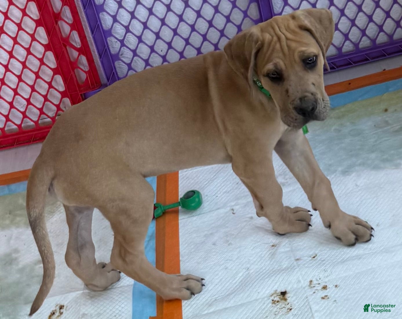 Great Dane dogs Green - Ad 36
