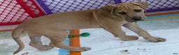Great Dane dogs for sale: Green - Ad 2