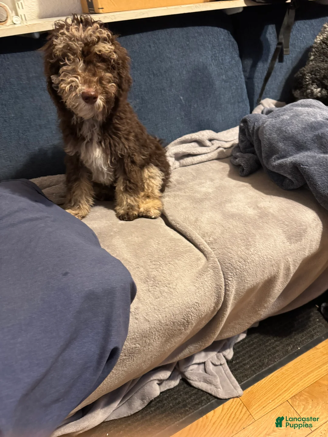 Bernedoodle dogs for sale: Athena - Ad 2