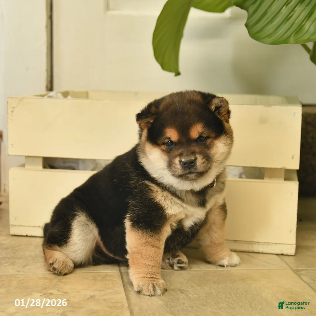 Shiba Inu dogs for sale: Cupcake  - Ad 2