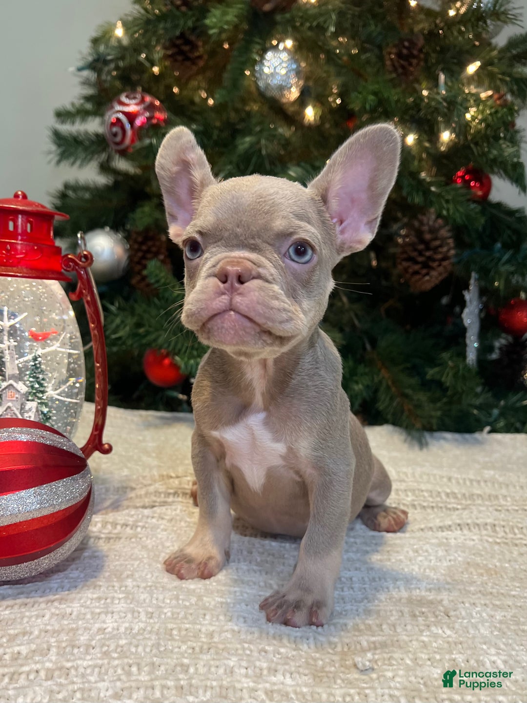 French Bulldog dogs for sale: Luna Akc - Ad 3