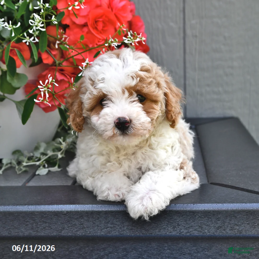 Miniature Poodle dogs for sale: Sapphire - Ad 1