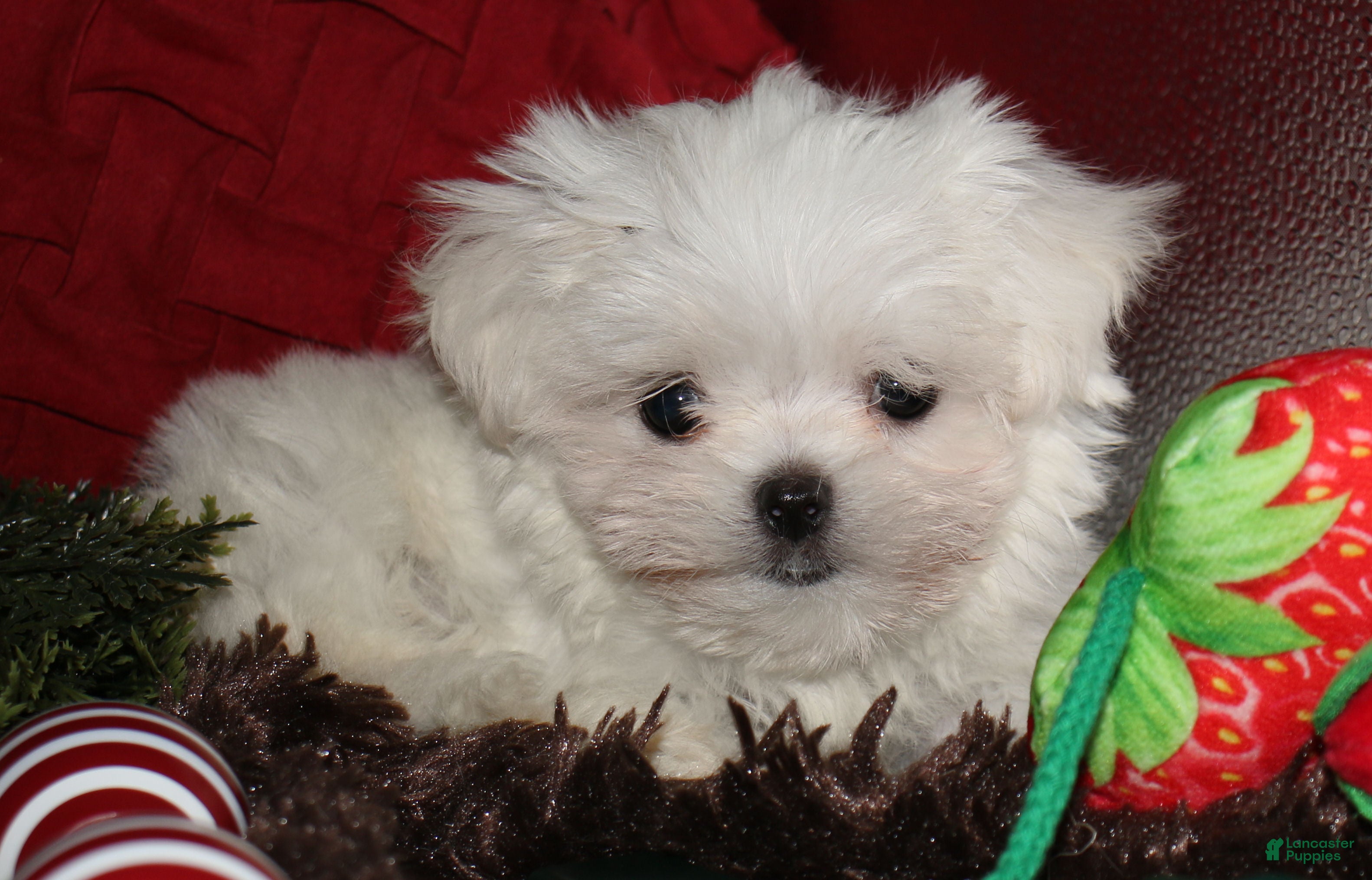 Maltese dogs Noah - Ad 2