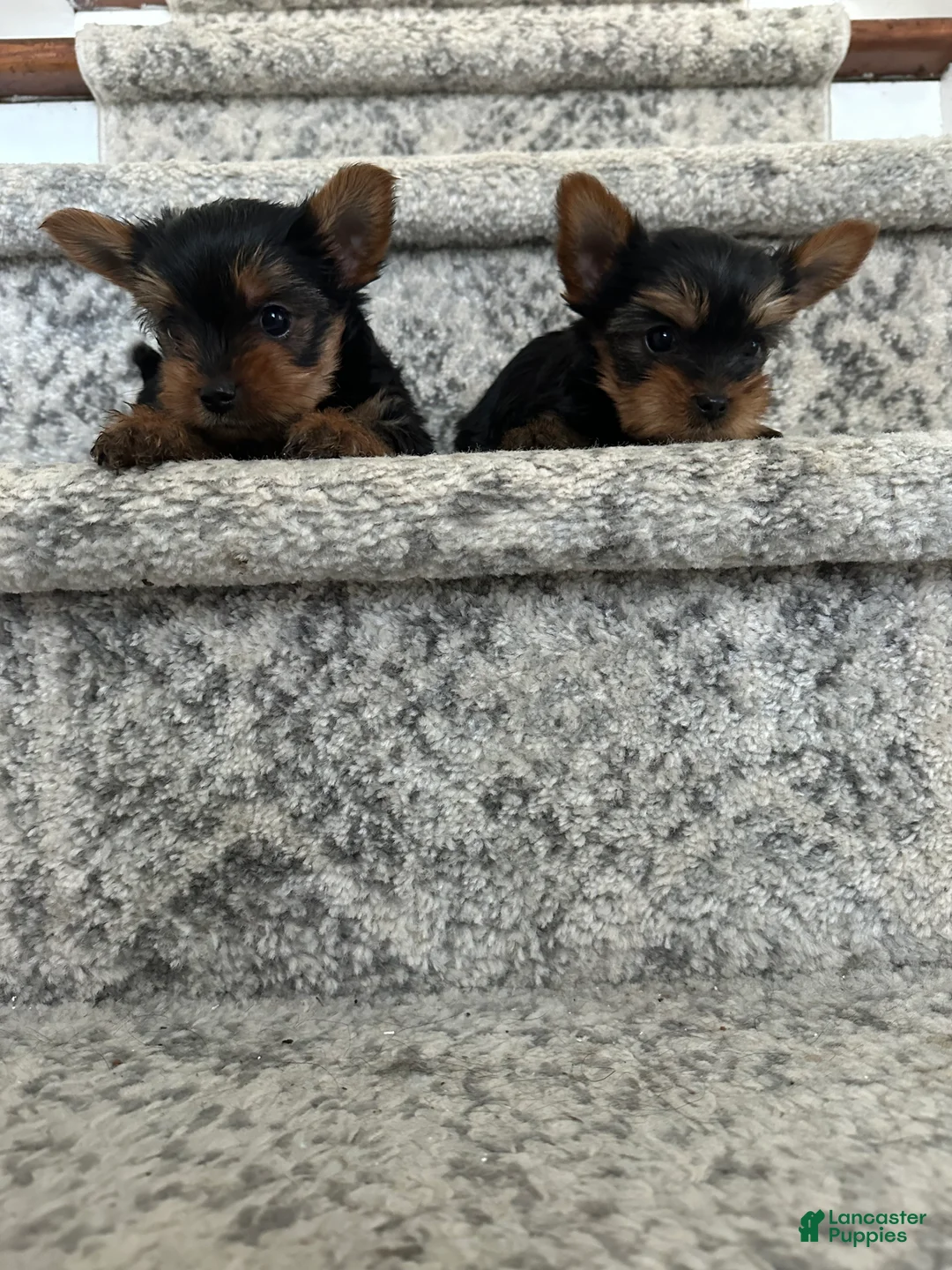 Yorkshire Terrier dogs for sale: Benny - Ad 5