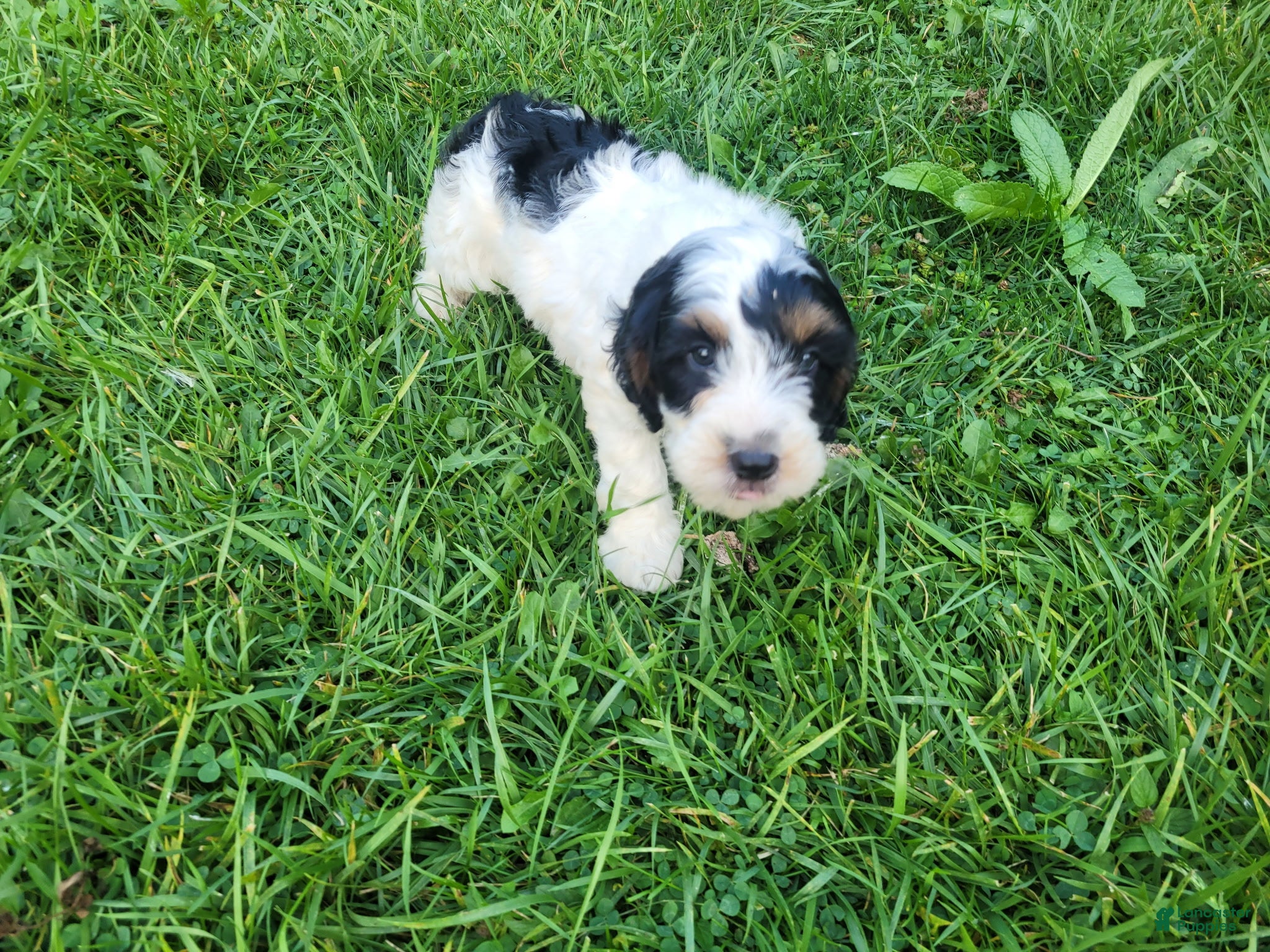 Cavapoo dogs John - Ad 2