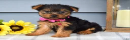 Yorkshire Terrier dogs for sale: Amelia - Ad 5