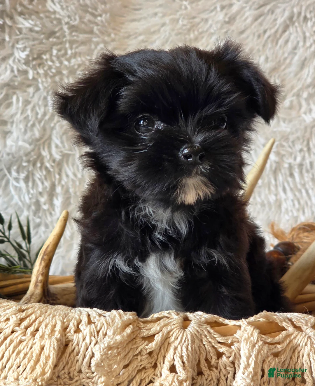 Morkie dogs for sale: Chip - Ad 1