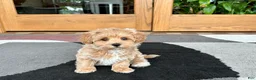 Havapoo dogs for sale: Havapoo Puppy 3 - Ad 6