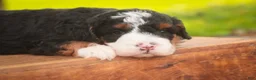 Bernedoodle dogs for sale: Ridge Miniature Bernedoodle  - Ad 5