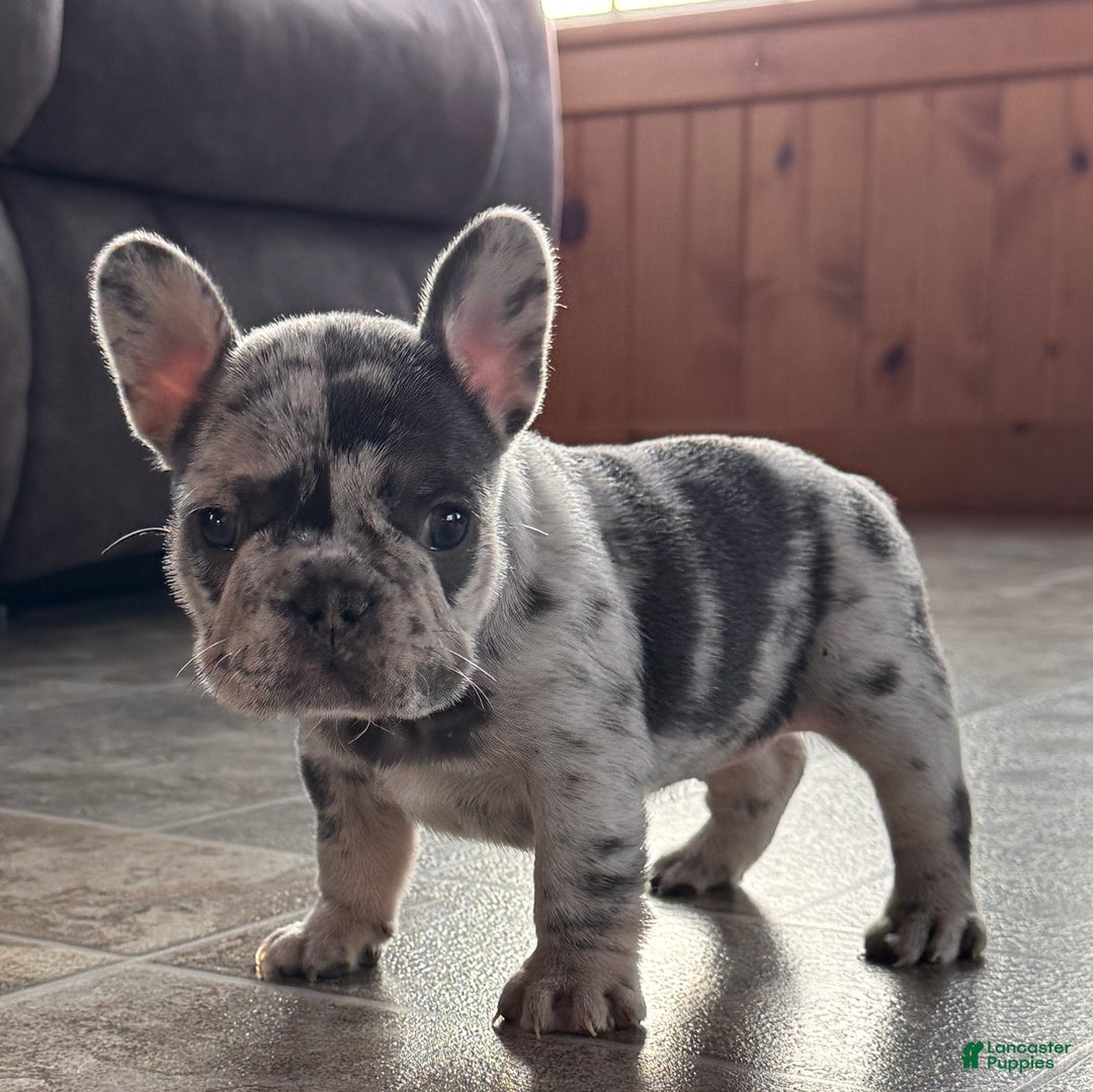 French Bulldog dogs for sale: Mercedes  - Ad 2