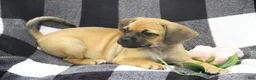Puggle dogs for sale: Freedom - Ad 3