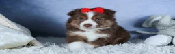 Miniature Australian Shepherd dogs for sale: ELVIS - Ad 17