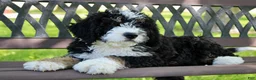 Mini Bernedoodle dogs for sale: Parker - Ad 8