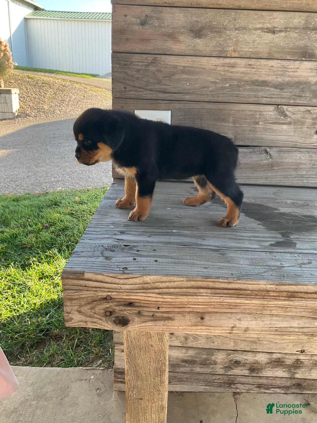 Rottweiler dogs for sale: Chloe  - Ad 11
