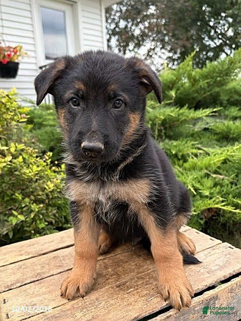 German Shepherd dogs Diesel - Ad 1