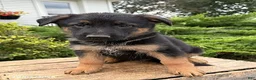 German Shepherd dogs for sale: Diesel - Ad 1