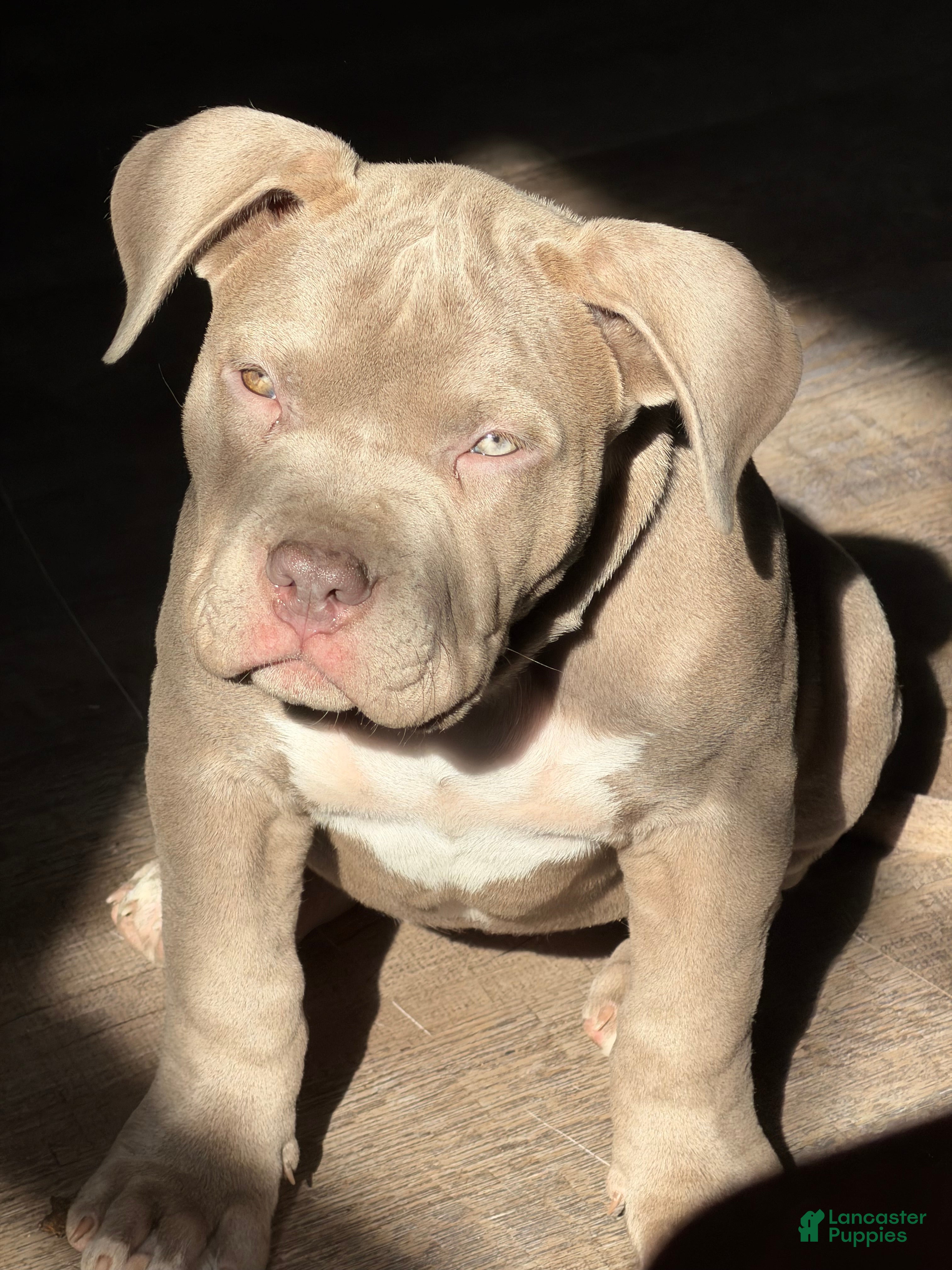 American Bully dogs NAIROBI The XL Bully - Ad 1