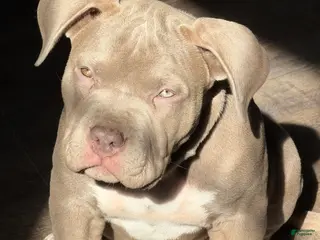 American Bully dogs NAIROBI The XL Bully - Ad 1