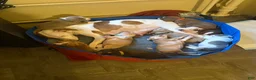 American Pit Bull Terrier dogs for sale: American Pit Bull Terrier 6 - Ad 6