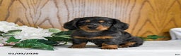 Miniature Dachshund dogs for sale: Kamden - Ad 1