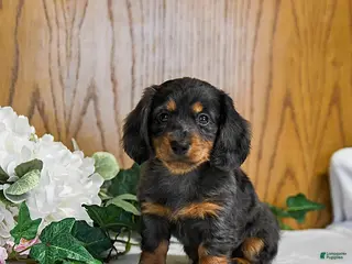 Miniature Dachshund dogs Kamden - Ad 17