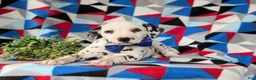 Dalmatian dogs for sale: Joshua - Ad 6
