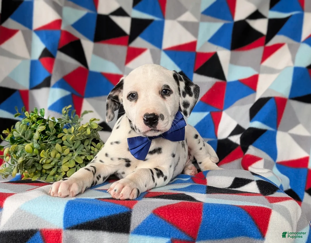 Dalmatian dogs for sale: Joshua - Ad 6