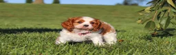 Cavalier King Charles Spaniel dogs for sale: Lila - Ad 4