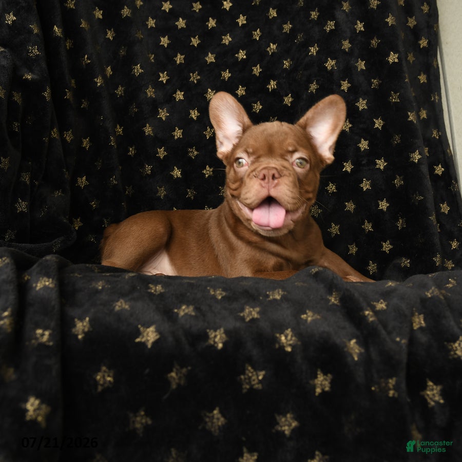 French Bulldog dogs Reese - Ad 1