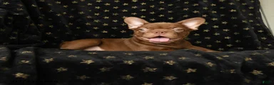 Reese