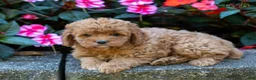 Cockapoo dogs for sale: Fern - Ad 3