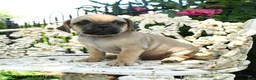 Jug dogs for sale: Drew - Ad 2