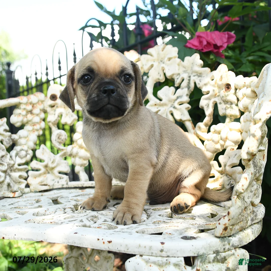 Jug dogs for sale: Drew - Ad 2