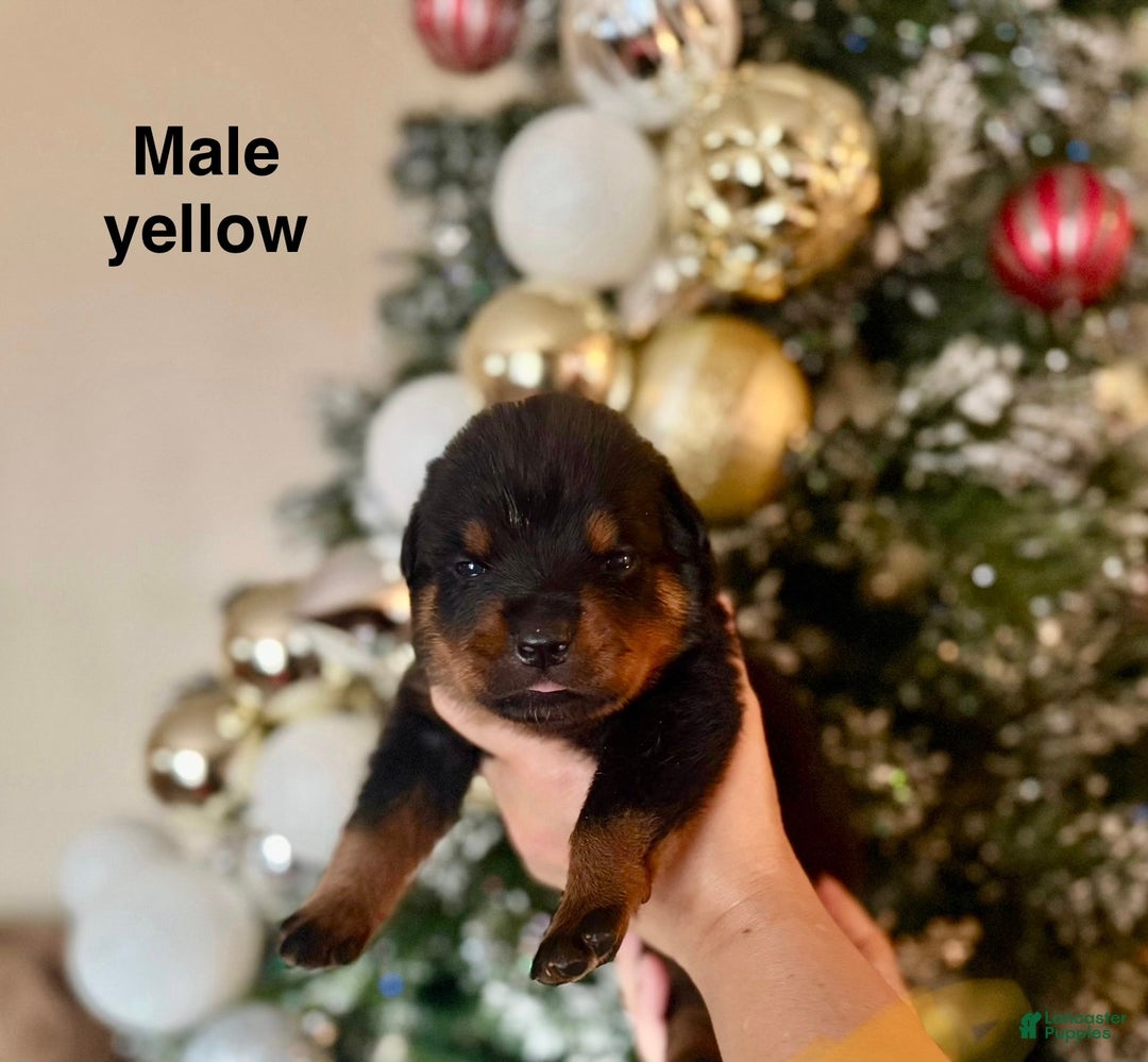 Rottweiler dogs for sale: Rottweiler Puppy 6 - Ad 1