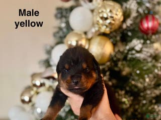 Rottweiler dogs Rottweiler Puppy 6 - Ad 6